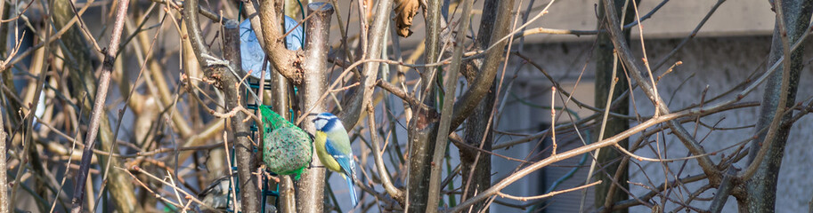 Panorama Vogelfutterstelle