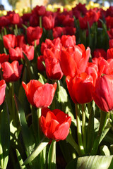 Fototapeta premium The red tulip