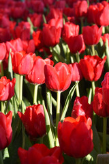 Fototapeta premium The red tulip