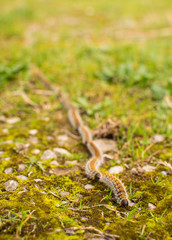 chenilles processionnaires