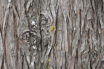 Tree Bark Background