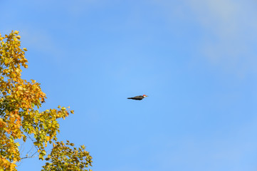 Pop-eyed Pileated Woodpecker