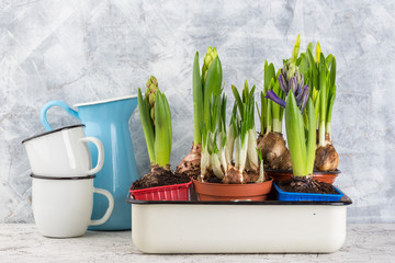 Growing flower bulb in pot on white backgroun