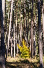 Obraz premium Herbstbaum