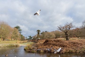 Birds and Ducks flying and swimming in and over water in a park