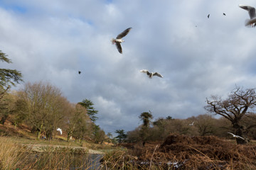 Birds and Ducks flying and swimming in and over water in a park