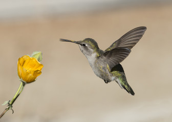 Fototapeta na wymiar Female Costa's Hummingbird (Calypte costae) Feeding -Face and Bill Covered With Pollin