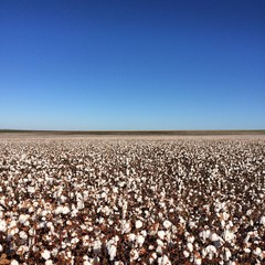 Cotton field and sky