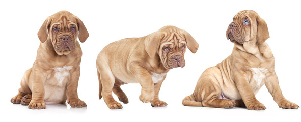 Three French Mastiff puppies - obrazy, fototapety, plakaty