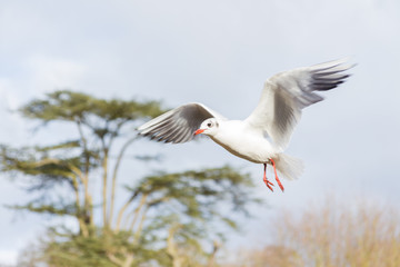 Obraz premium Birds and ducks flying over river