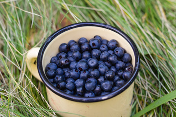 Blueberries in cup on grass background