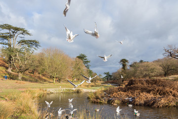 Birds and ducks flying over river