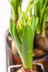 Growing flower bulb in pot on white backgroun