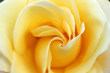Yellow Rose 