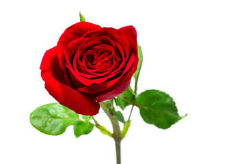 Single simple of red rose on white background, valentine day concept