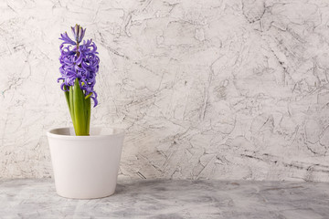 Violet hyacinth in flower pot