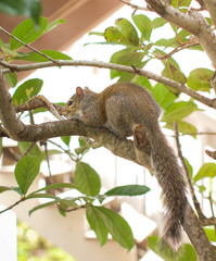 Fototapeta premium squirrel