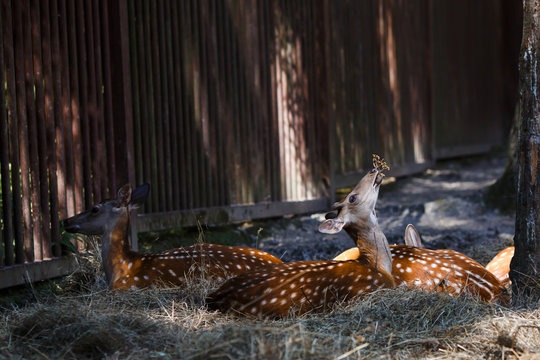 Deer Eating Berries Laying On Ground