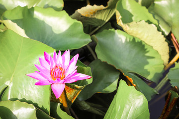 Closeup top view single simple colorful beautiful pink purple lotus