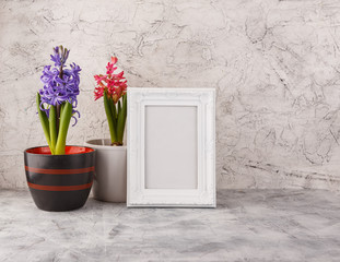Hyacinth in flower pots