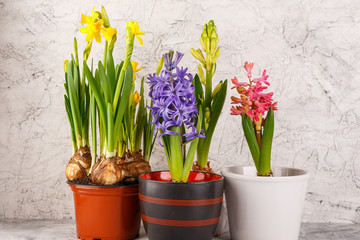 Naklejka na ściany i meble Spring flowers in pots