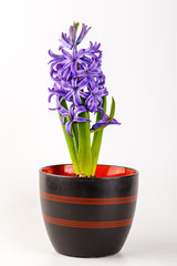 Violet hyacinth blooming flowers in pot