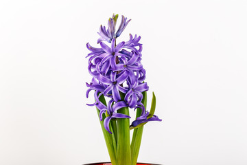 Violet hyacinth blooming flowers in pot