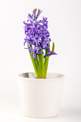 Naklejka na ściany i meble Violet hyacinth blooming flowers in pot