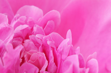 Closeup of pink peony for holiday card or background