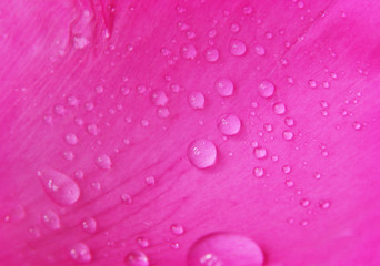 Pink peony flower petal with drops of water