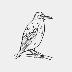 Hand-drawn pencil graphics, small bird, starling, woodpecker, oriole