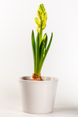 Hyacinth flower pot isolated
