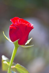 Rote Rose