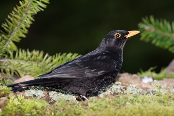 Fototapeta premium Blackbird, Turdus merula