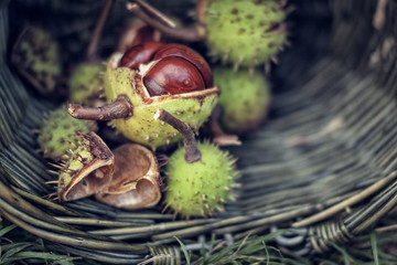 Horse chestnut harvesting