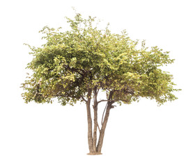 trees isolated on white background