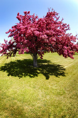 Fototapeta premium Cherry Tree Blossoms Garden Pink Beautiful