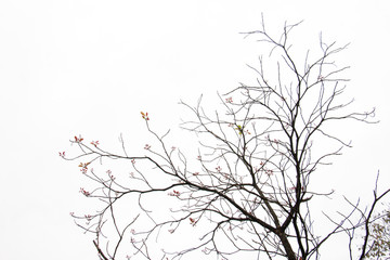 branch of treetop and sky ,white background of treetop