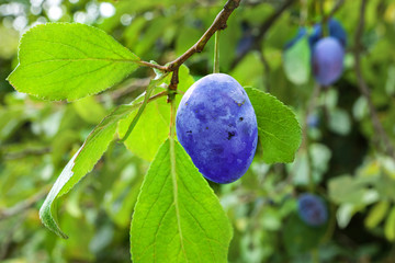 Single plum on branch in garden. Autumn harvest