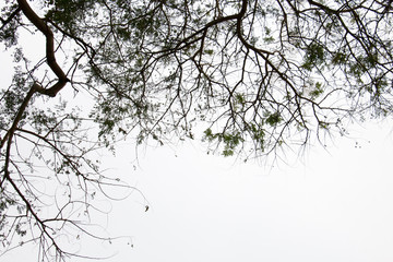 branch of treetop and sky ,white background of treetop