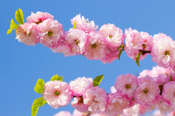 Sakura flowers blossom