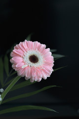 gerbera beautiful flowers on a black background