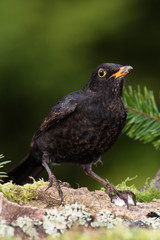 Blackbird, Turdus merula