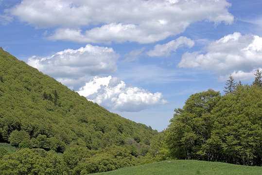 Rinderweide im Vall&egrave;e de Chaudefour, Vulkanauvergne