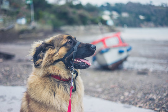 Leonberger dog by the seaside