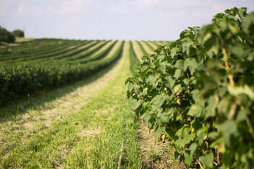 Blackberry bushes planted in rows in the field. Green leaves.