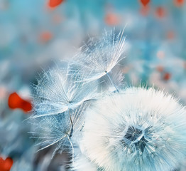 soft fluffy white dandelion fluff and small Fuzzies,  gentle blue background. soft focus.
