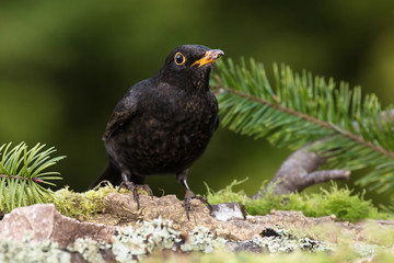 Blackbird, Turdus merula
