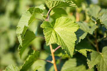 Blackberry bushes planted in rows in the field. Green leaves.