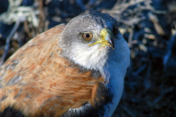Rotrückenbussard auf Pebble-Island